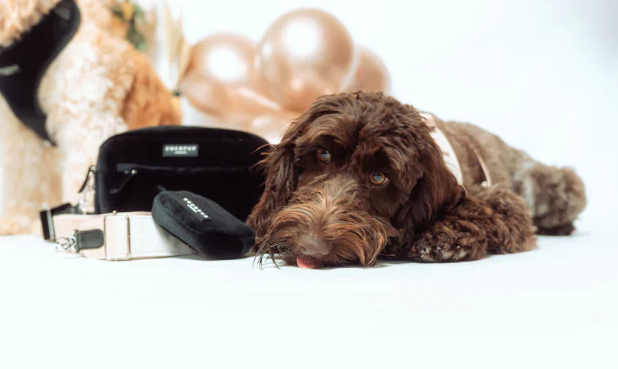 Tired of Messy Pockets? This Bag Will Save Your Walks