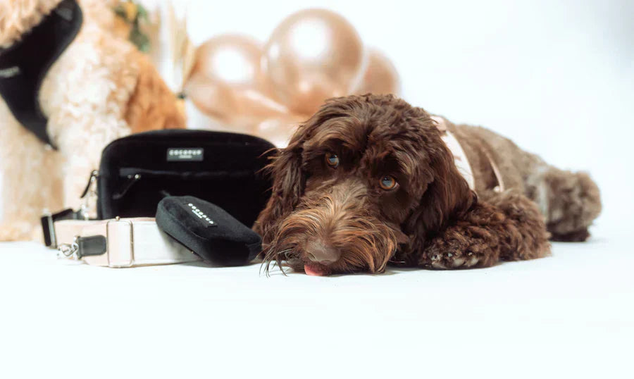Dog walker using hands-free treat pouch during outdoor walk