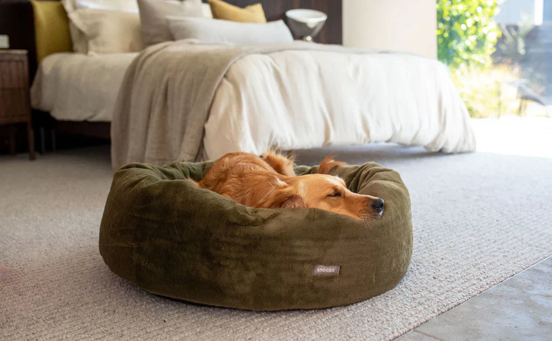 Why My Dog Sleeps Better In A Cuddler Bed (Real-Life Tips)