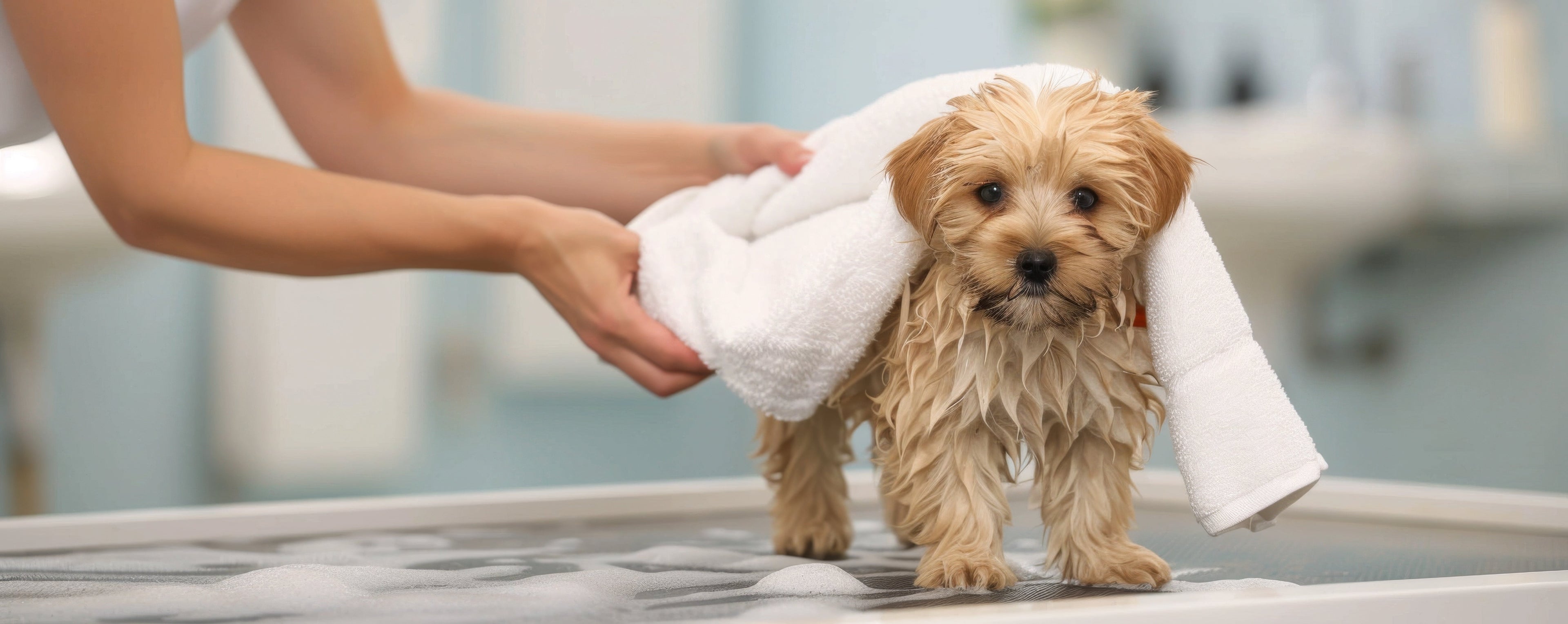 What Is the Best Shampoo for Dogs With Sensitive Skin?