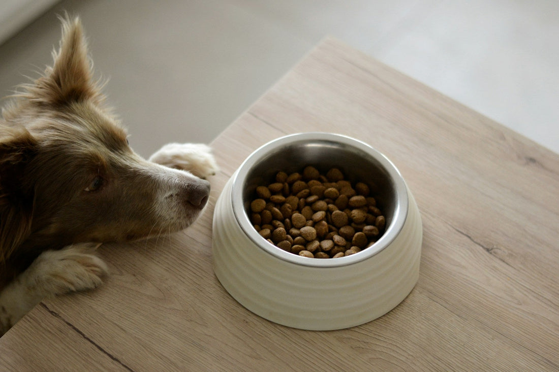 Dry Food or Wet Food for Dogs: What’s the Difference?