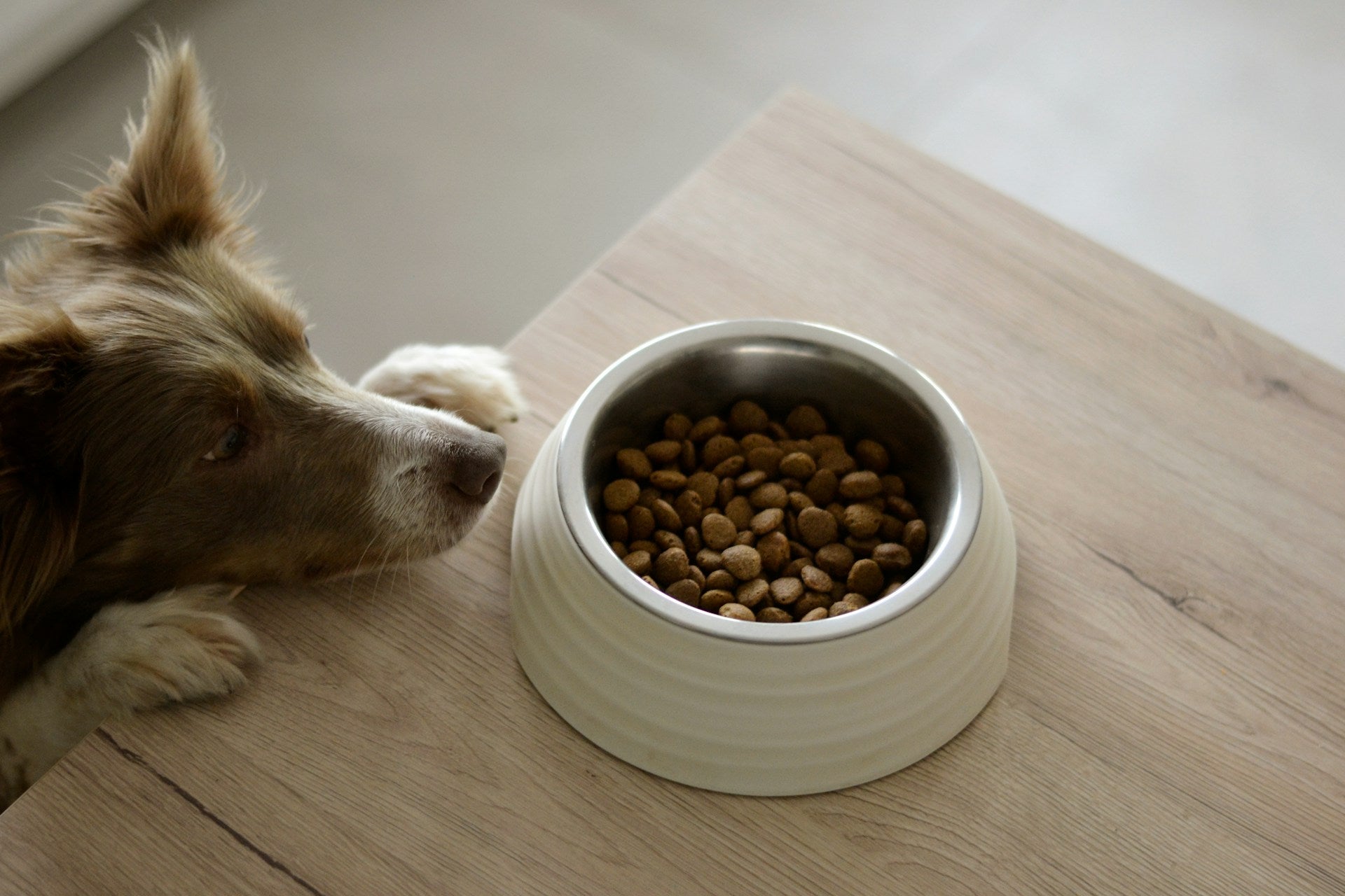 Dry Food or Wet Food for Dogs: What’s the Difference?