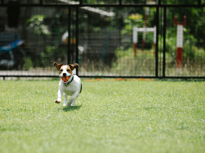 What Is Enough Exercise for a Dog?