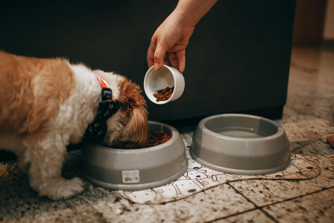 Happy dog eating from food bowl