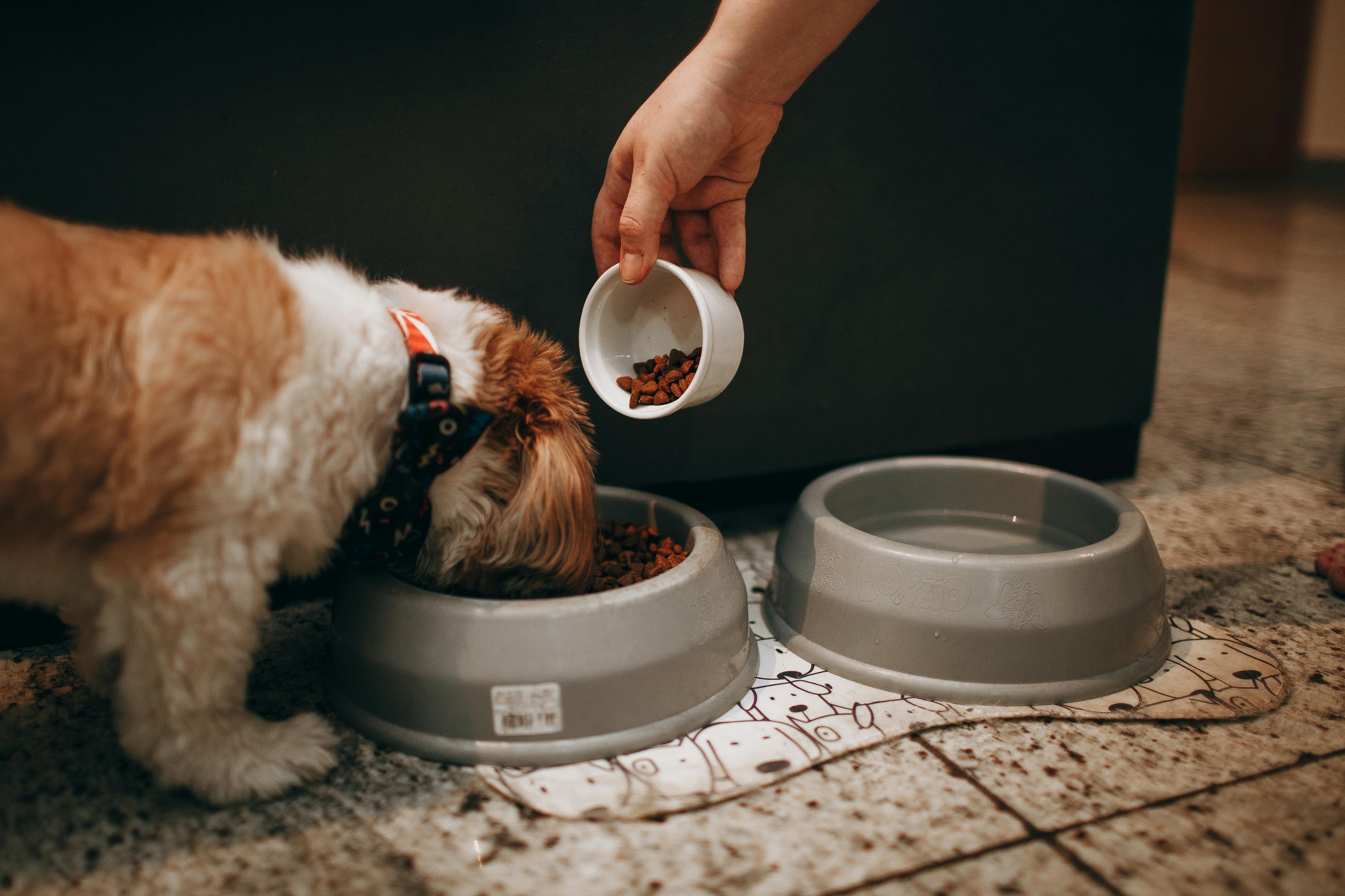 Happy dog eating from food bowl
