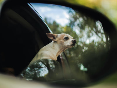 Heading Out with Your Dog This Christmas? Here’s What You Need to Know.