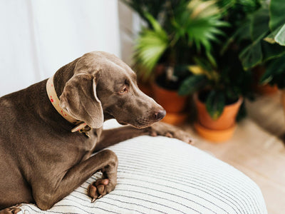 Do Dog Joint Supplements Actually Work?