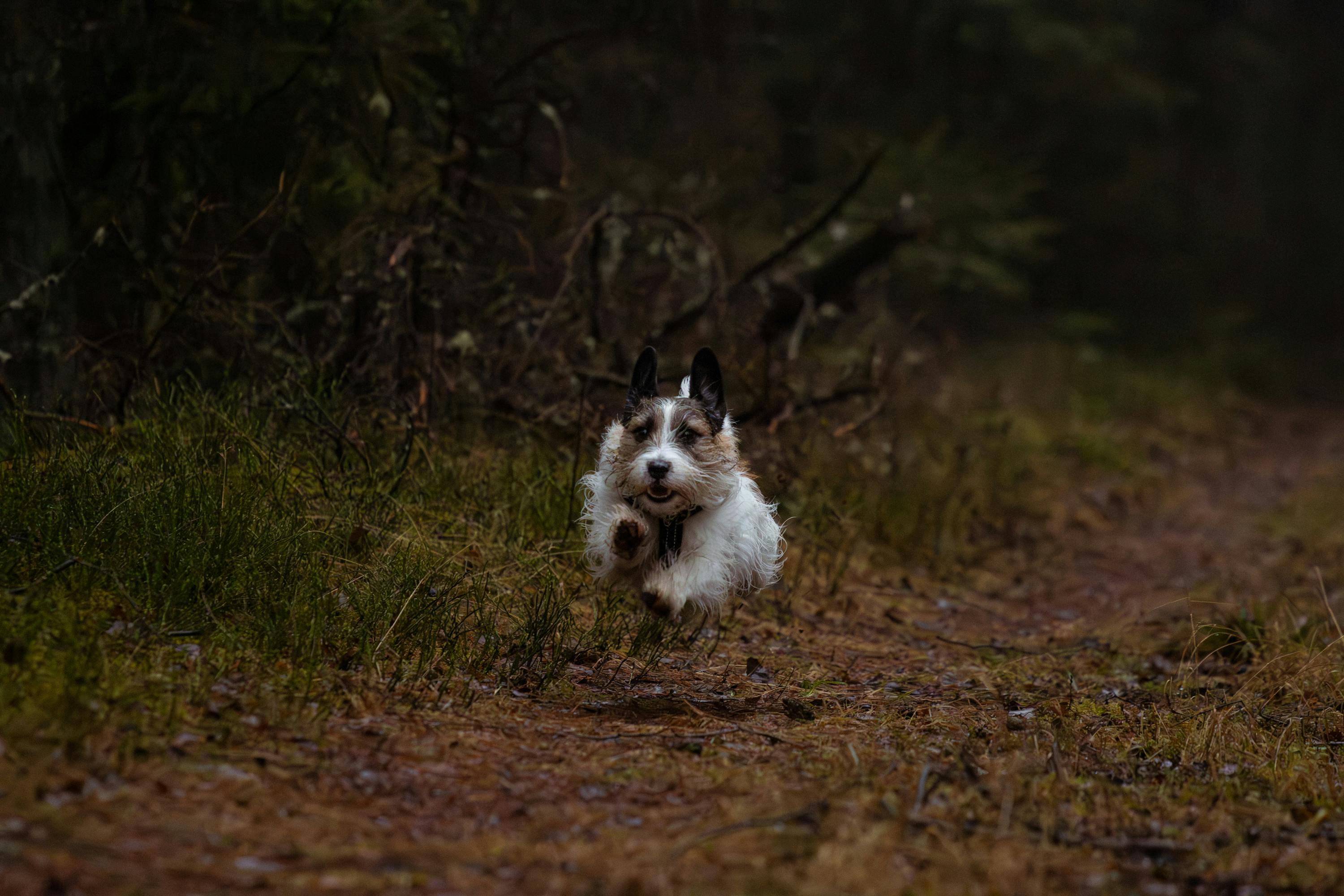 What Is the Best Flea Treatment for Dogs in Australia?