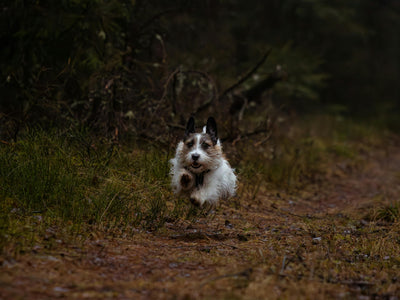 What Is the Best Flea Treatment for Dogs in Australia?