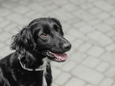 How Do I Keep My Dog Mentally Stimulated and Happy?