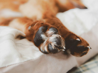 Which Dog Breeds Are Best for Families and City Living in Australia?