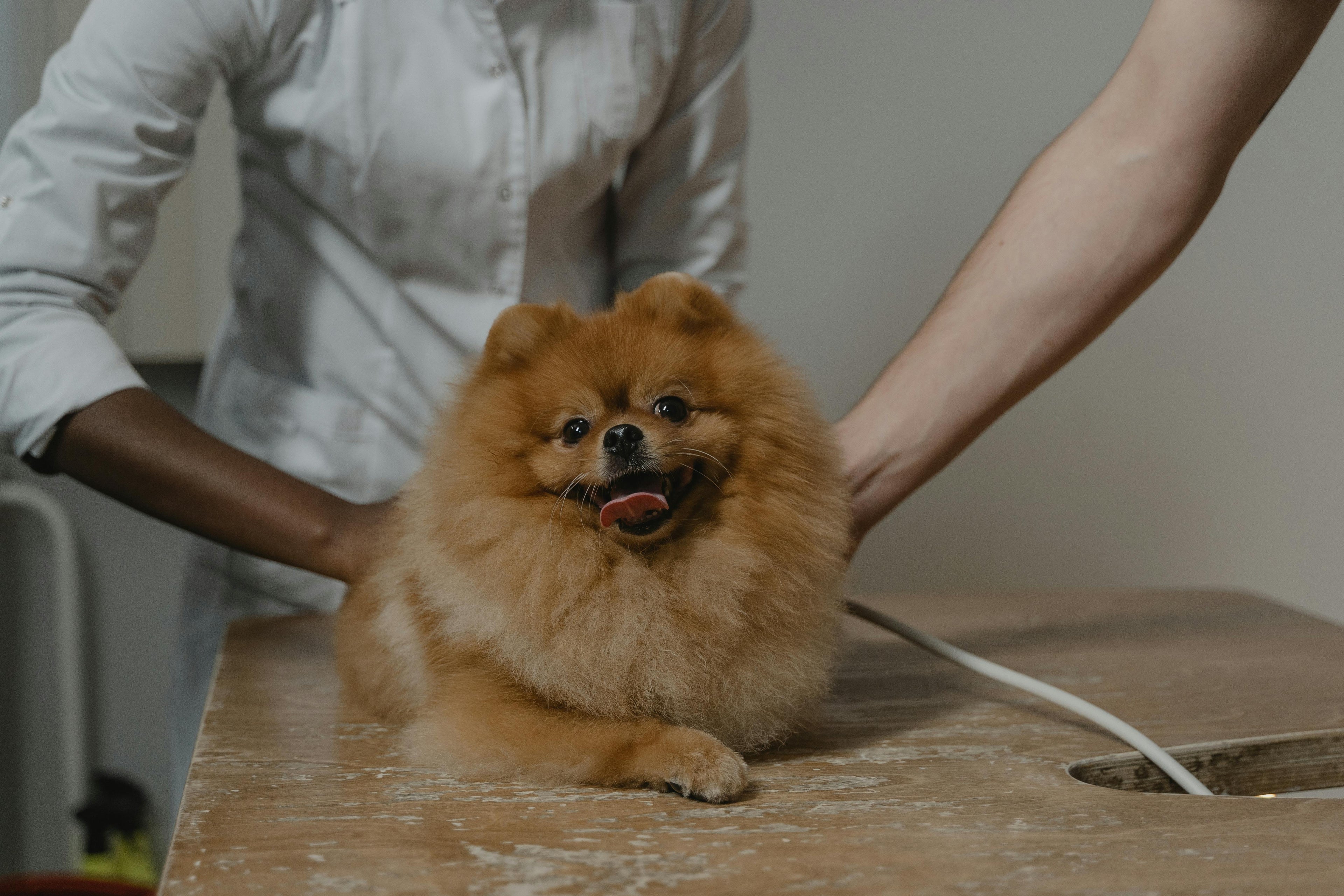 Dog receiving health checkup from veterinarian in Australia