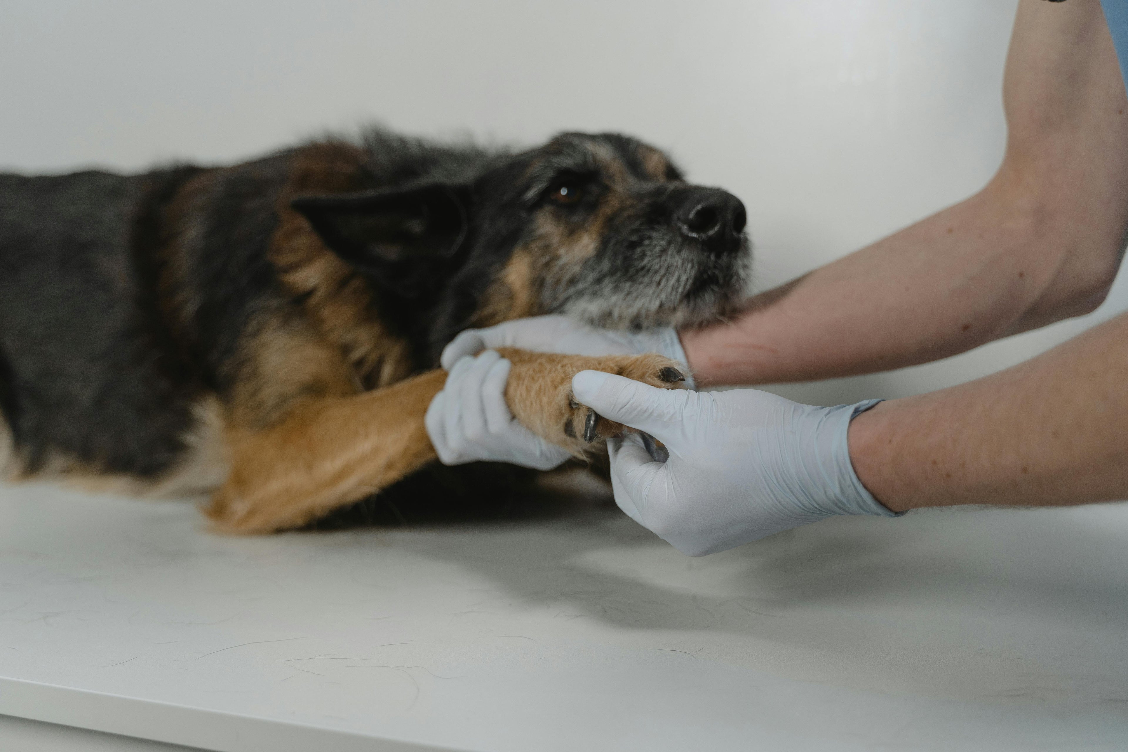 Australian veterinarian examining dog for desexing consultation
