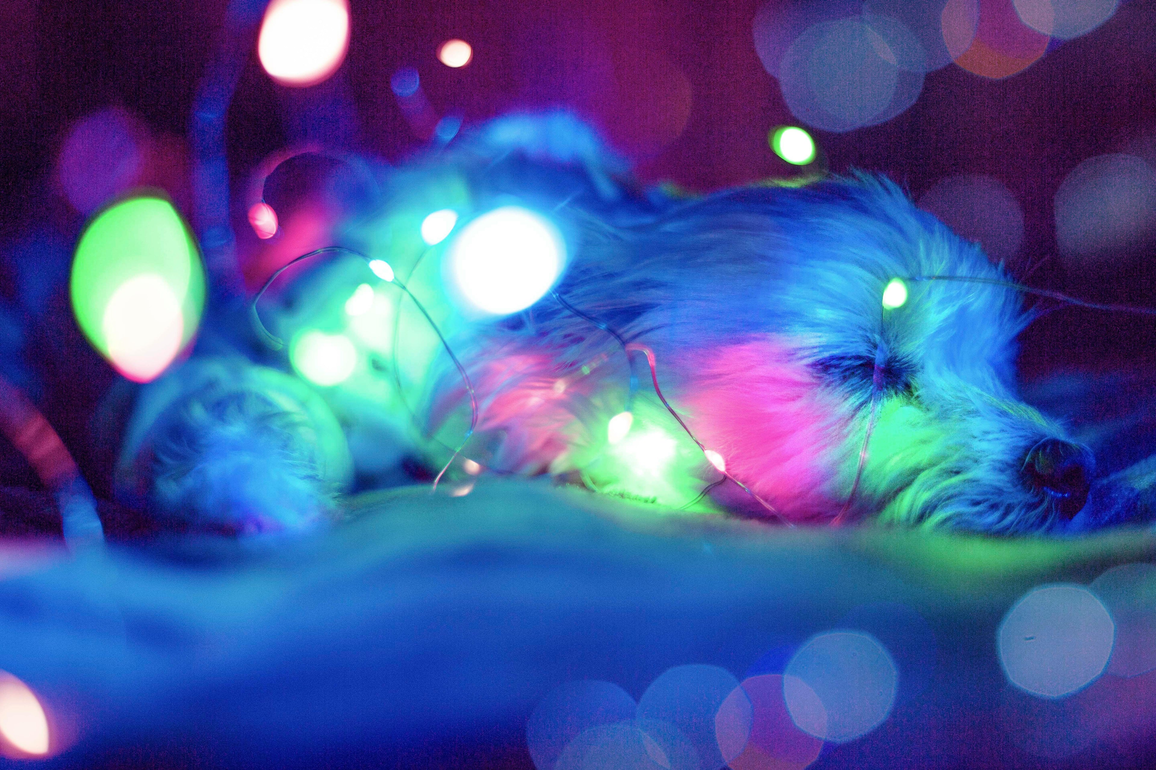 Can Dogs See Glow In The Dark Balls?