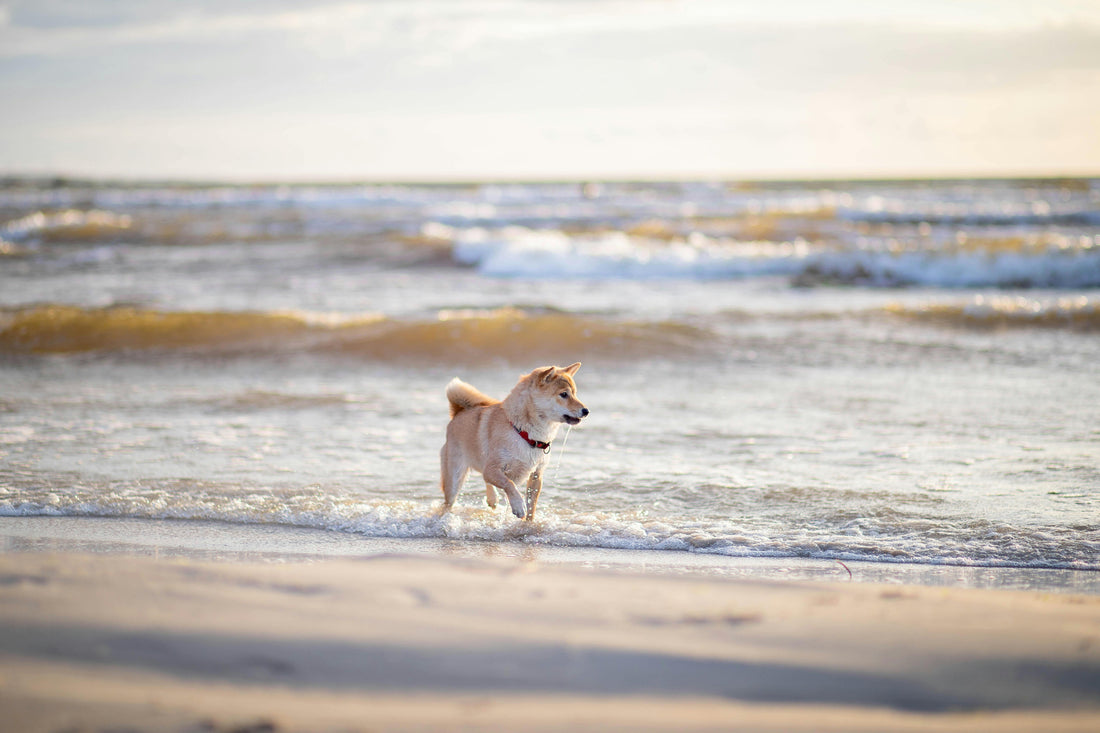Planning a Beach Getaway with Your Dog? Here's What You Need to Know