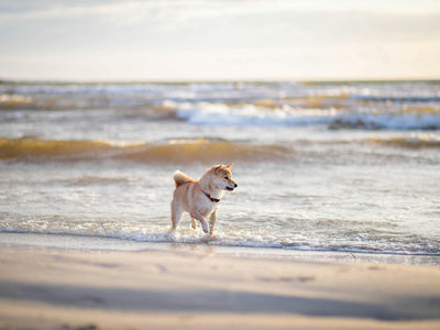 Planning a Beach Getaway with Your Dog? Here's What You Need to Know