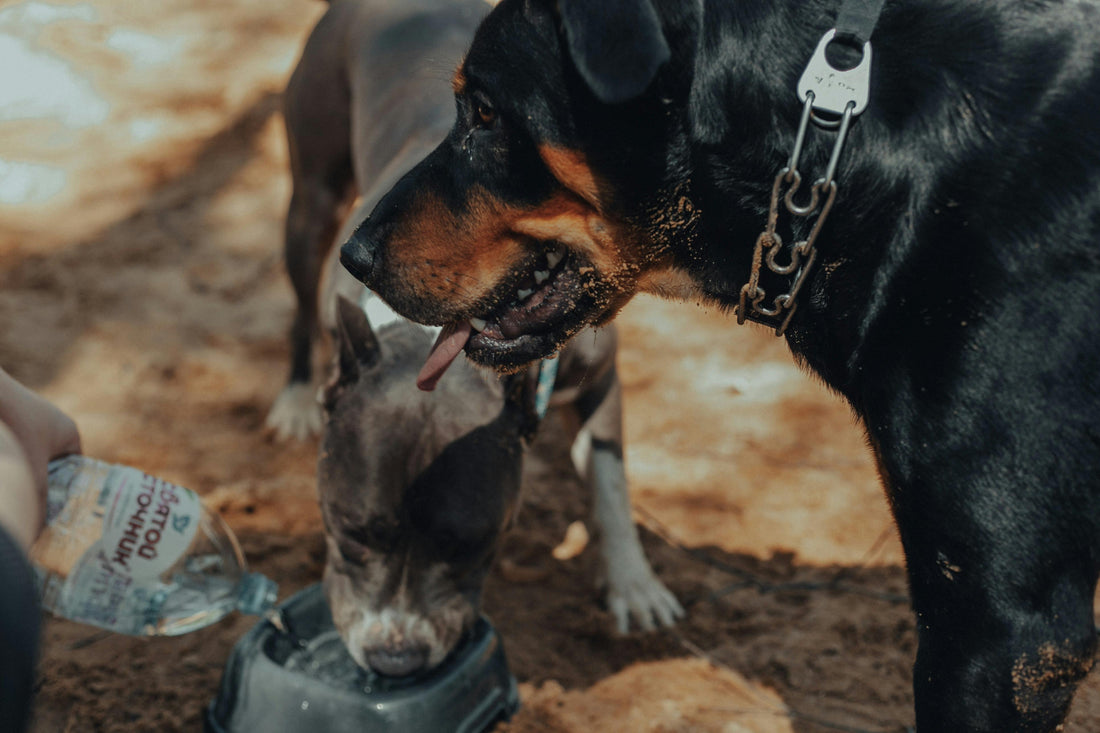 "Dog staying cool in summer with fresh water Australia