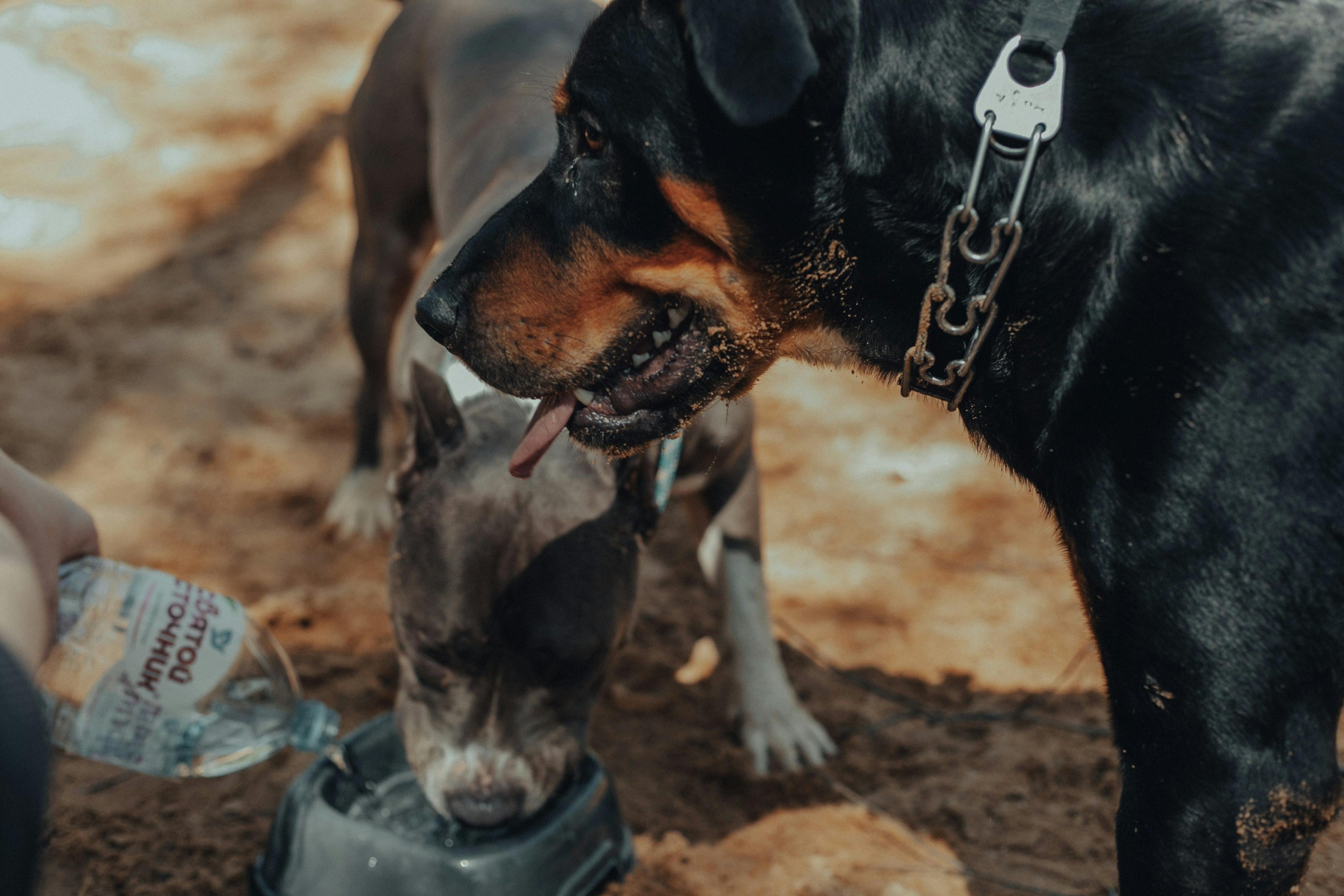 "Dog staying cool in summer with fresh water Australia