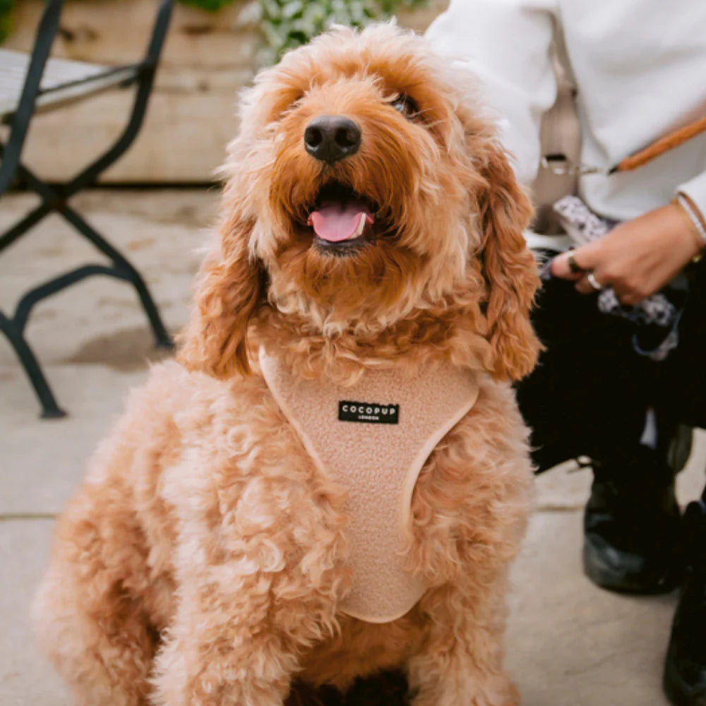 Adjustable Neck Harness – Teddy Rupert