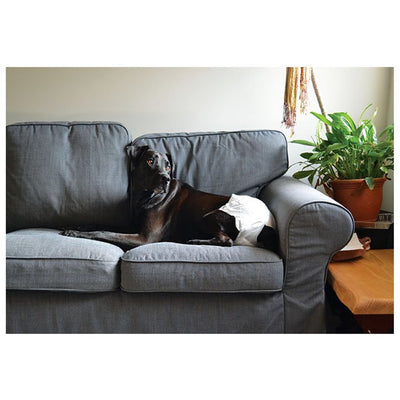ZeeZ – Disposable Dog Diapers