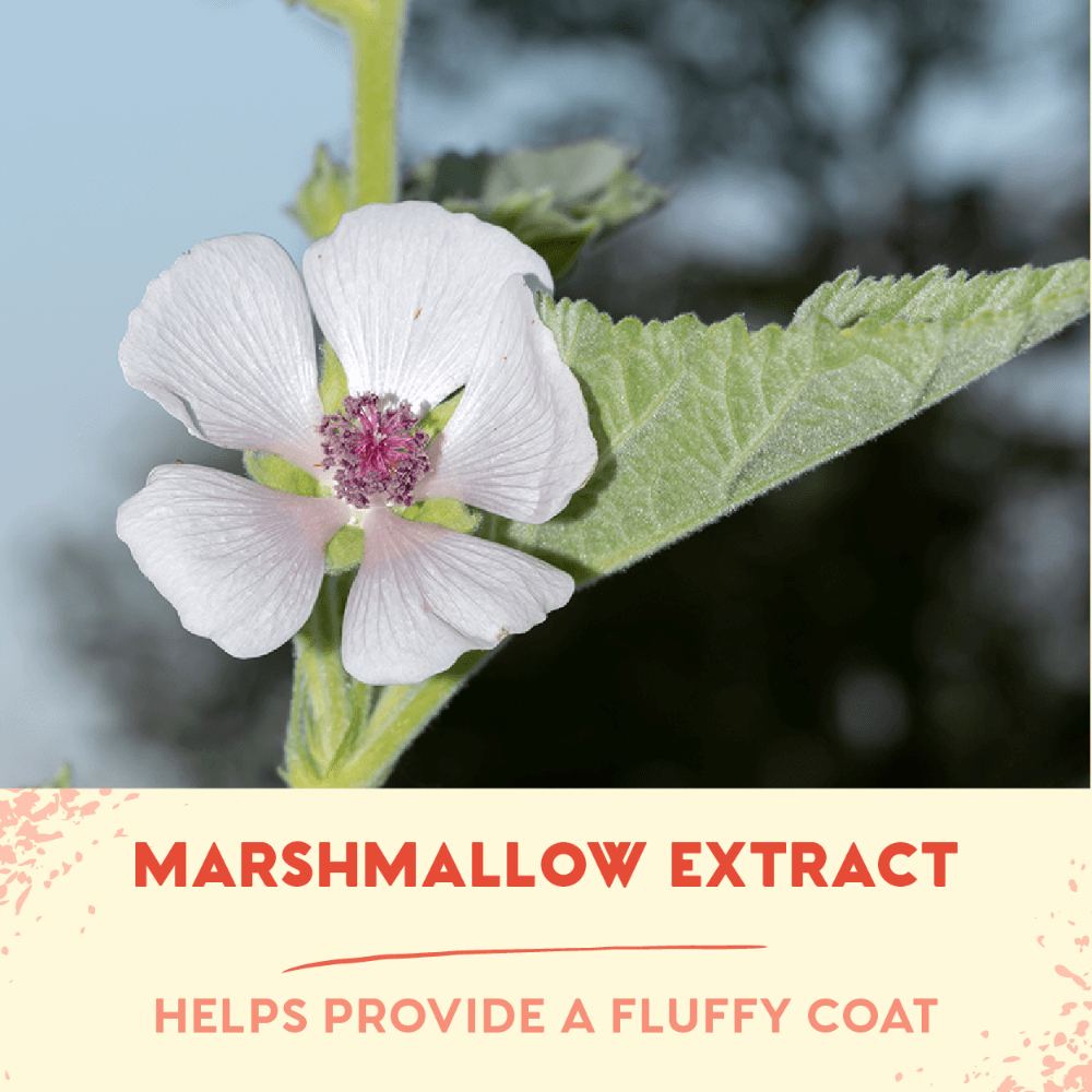 Pet Head Birthday Sparkle Edition Cotton Candy Shampoo 3